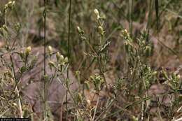 Image of Adonis blazingstar