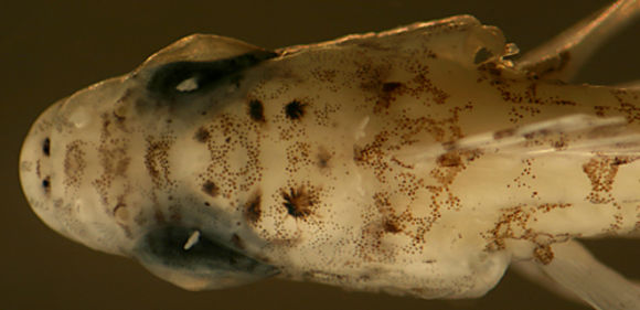 Image of <i>Labrisomus haitiensis</i>