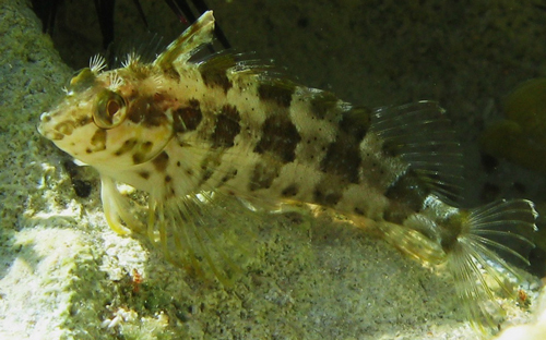 Image of Barfin Blenny