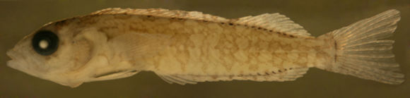 Image of Hairy Blenny