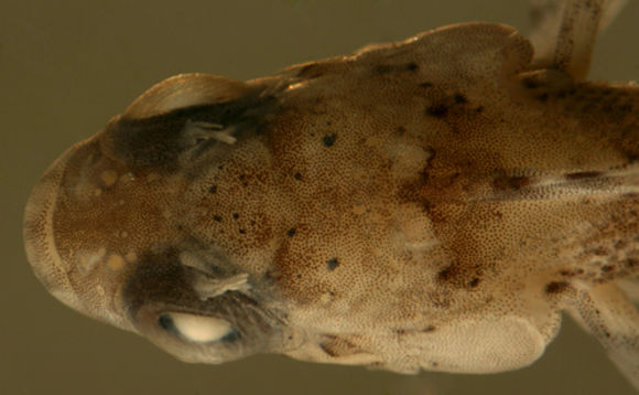 Image of <i>Labrisomus bucciferus</i>