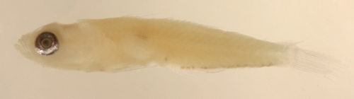 Image of Masked Goby