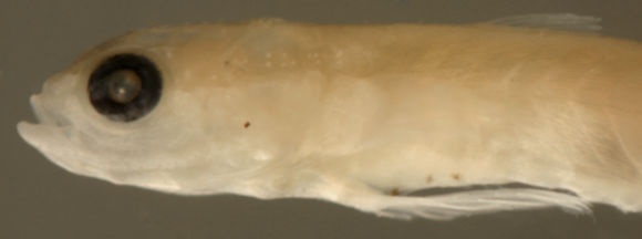 Image of Comma goby