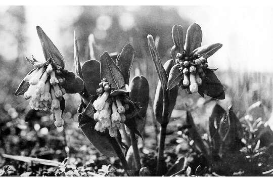 Image of bluebells