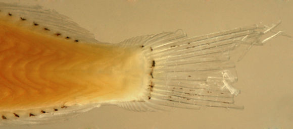 Image of <i>Labrisomus haitiensis</i>