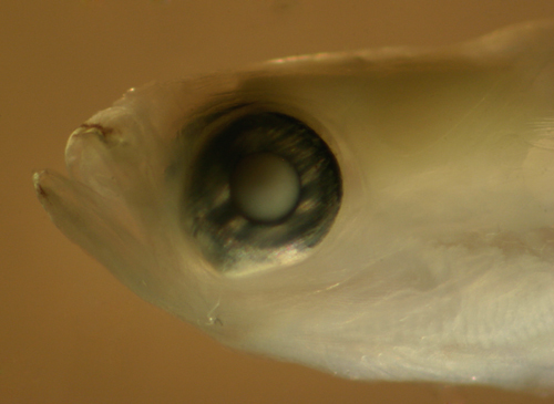 Image of River goby