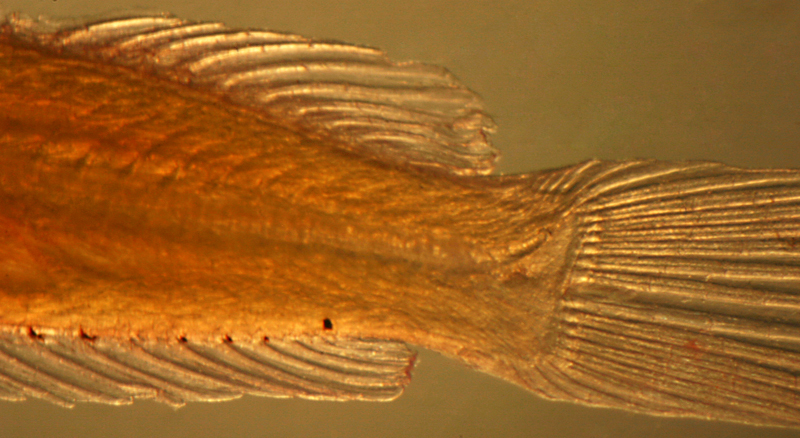 Image of labrisomid blennies