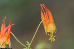 Image of western red columbine