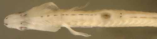 Image of Large-scaled spinycheek sleeper