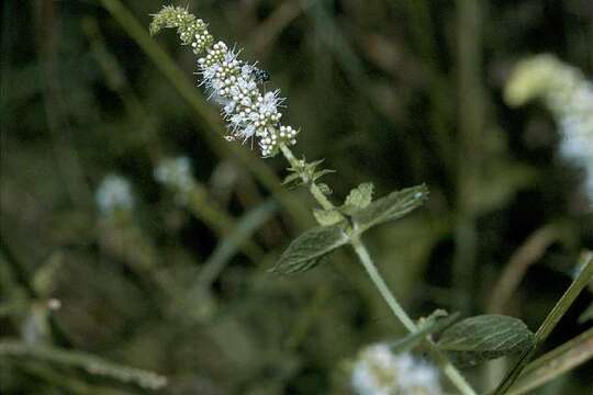 Image of Garden mint