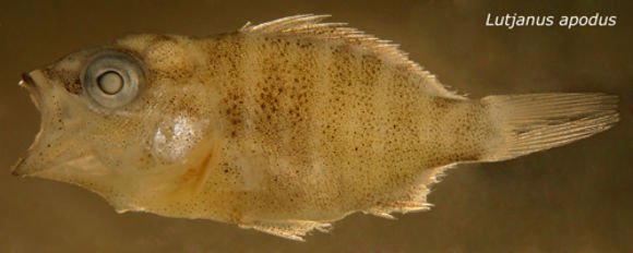 Image of Common snappers