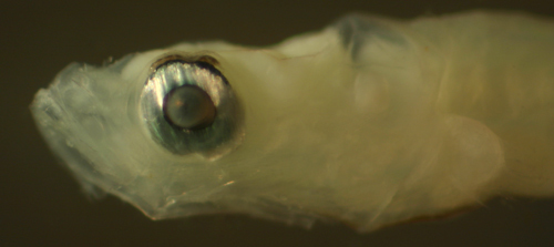 Image of Microgobius signatus Poey 1876