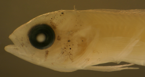 Image of Dusky Blenny