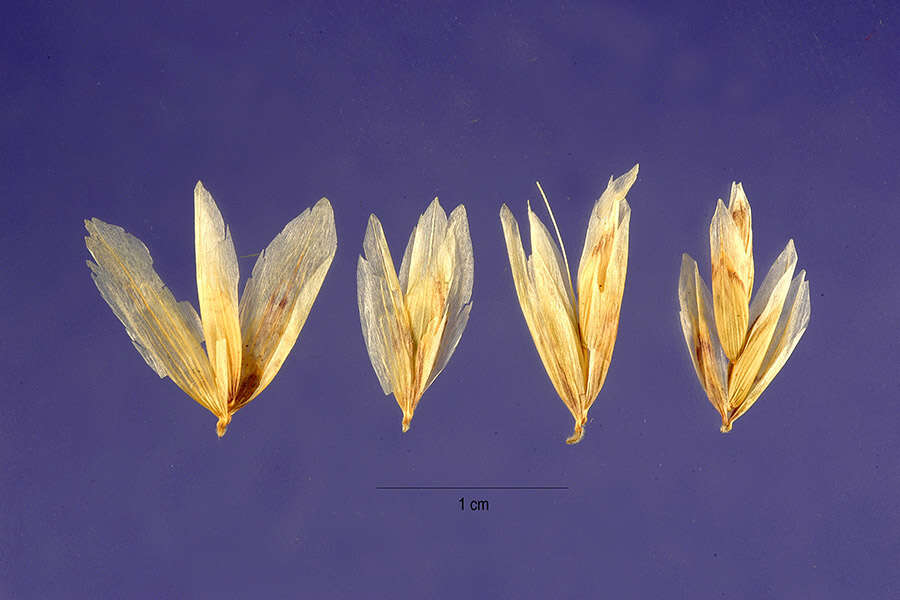 Image de Melica stricta Bol.