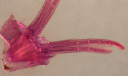 Image of Blackfin Blenny