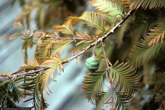 Image of dawn redwood