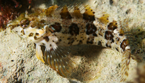 Image of Barfin Blenny