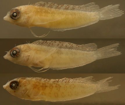 Image of Rosy Blenny