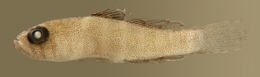 Image of Rusty Goby