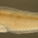 Image of Straighttail razorfish