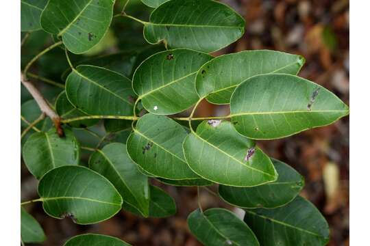 Image de Metopium toxiferum (L.) Krug & Urb.