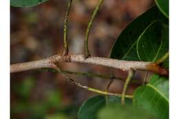 Image of Florida poisontree