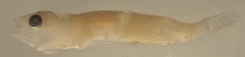 Image of White-eye goby