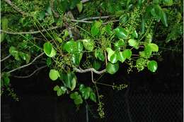 Image of Florida poisontree