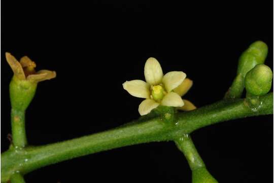 Image de Metopium toxiferum (L.) Krug & Urb.