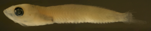 Image of Rosy Blenny