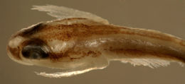 Image of Barsnout goby