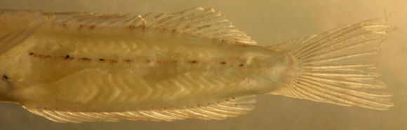 Sivun Malacoctenus aurolineatus Smith 1957 kuva