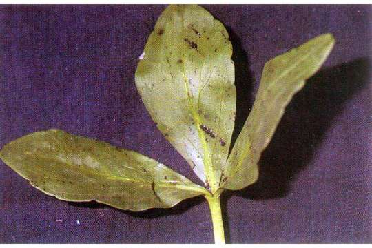 Image of bogbean