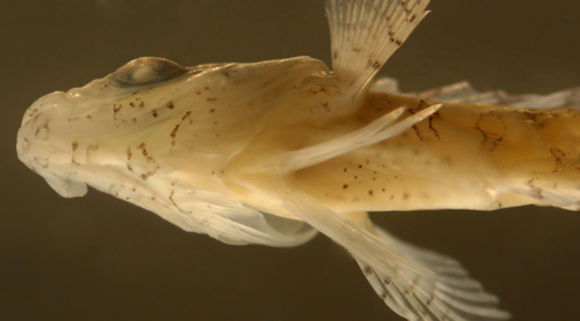 Image of Barfin Blenny