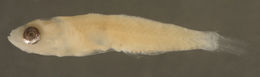 Image of Masked Goby