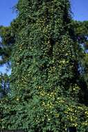 Image of Spanish arborvine