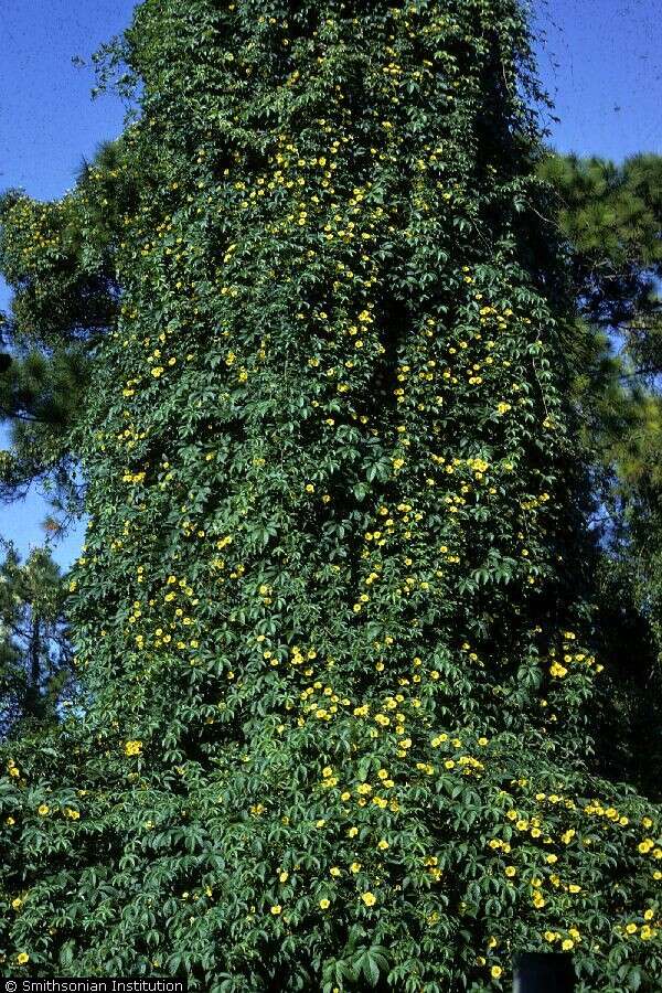 Image of Spanish arborvine