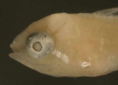 Image of Doratonotus