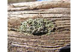 Image of megaspora lichen