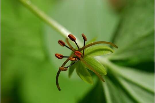 Image of Indian cucumber