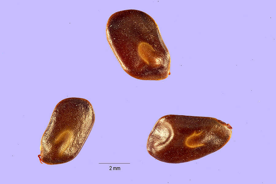 Mimosa aculeaticarpa Ortega的圖片