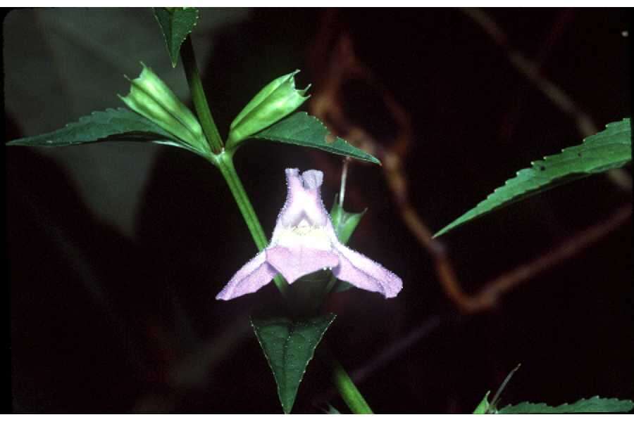 Image of sharpwing monkeyflower