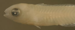 Image of Sparisomatinae