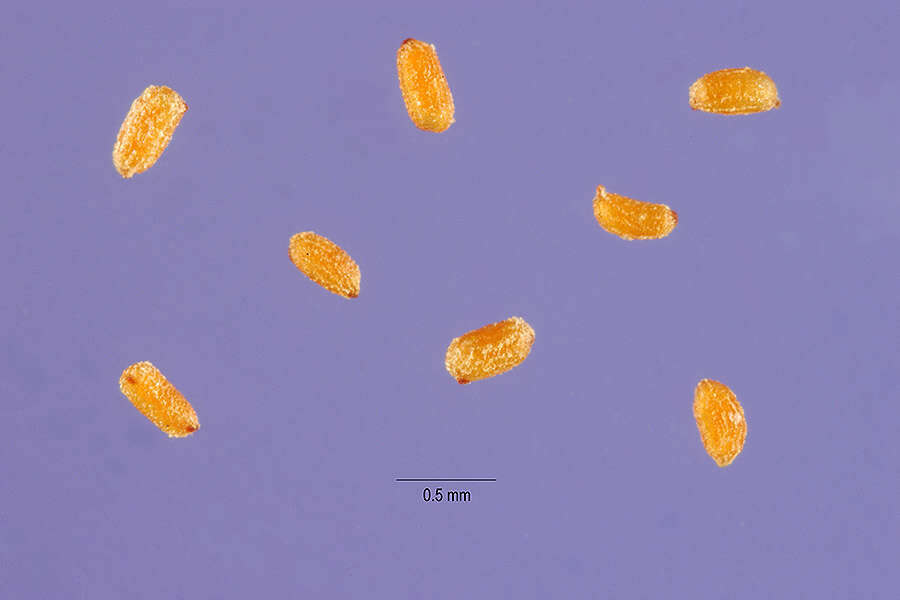 Image of sharpwing monkeyflower