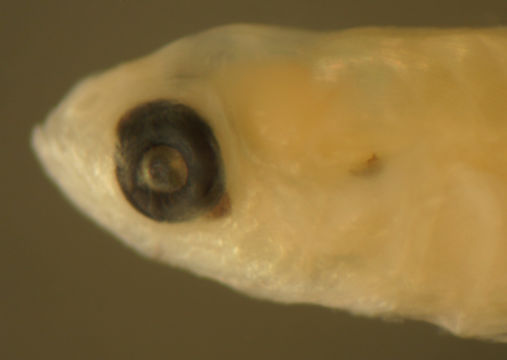 Image of Island Goby