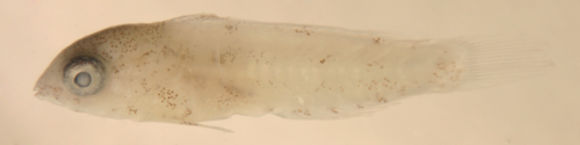 Image of Sparisomatinae