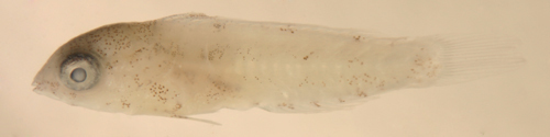 Image of Sparisomatinae