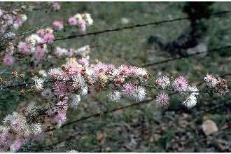 Image of fragrant mimosa