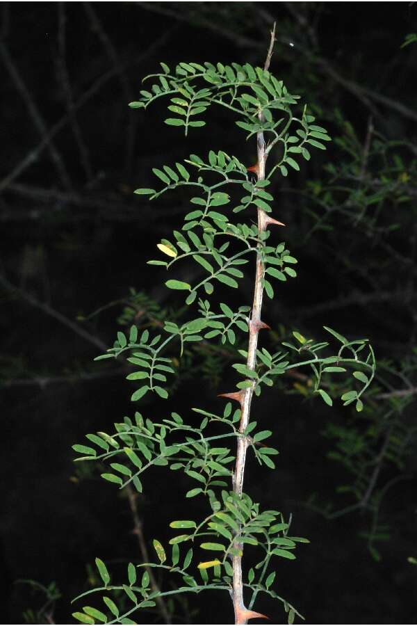 Image of fragrant mimosa