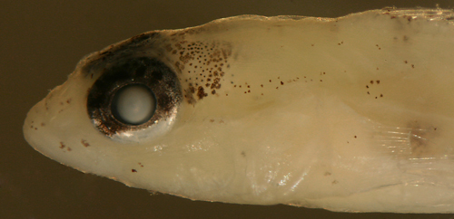 Image of Bartail Goby